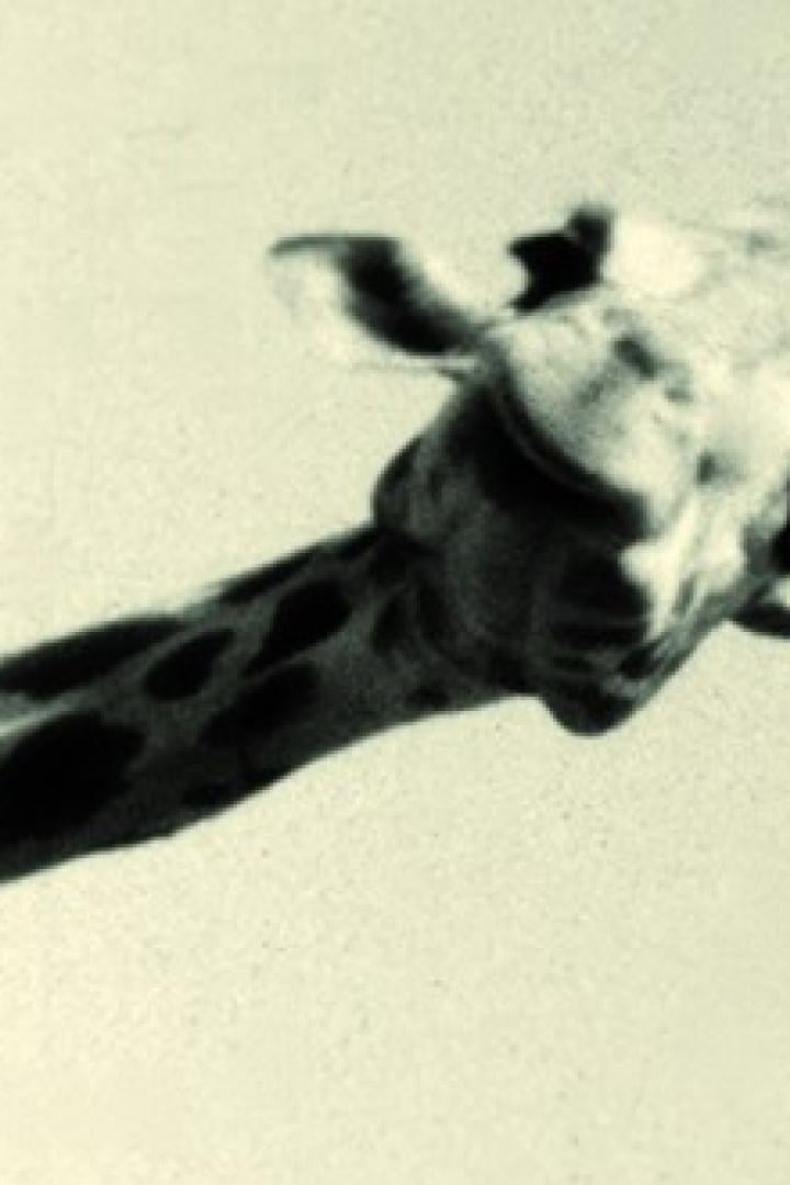 Der Kopf und Hals einer Giraffe vor einem hellen Hintergrund.