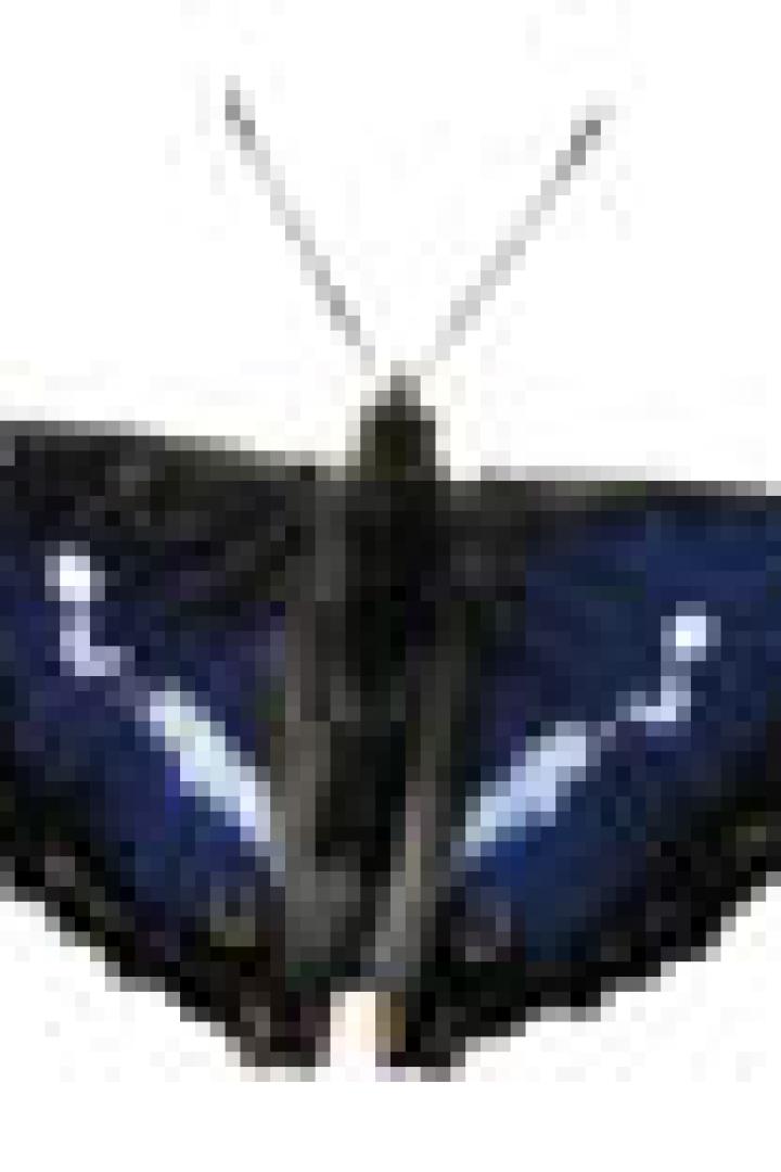 Ein Schmetterling mit blauen und weißen Flügeln vor einem weißen Hintergrund.