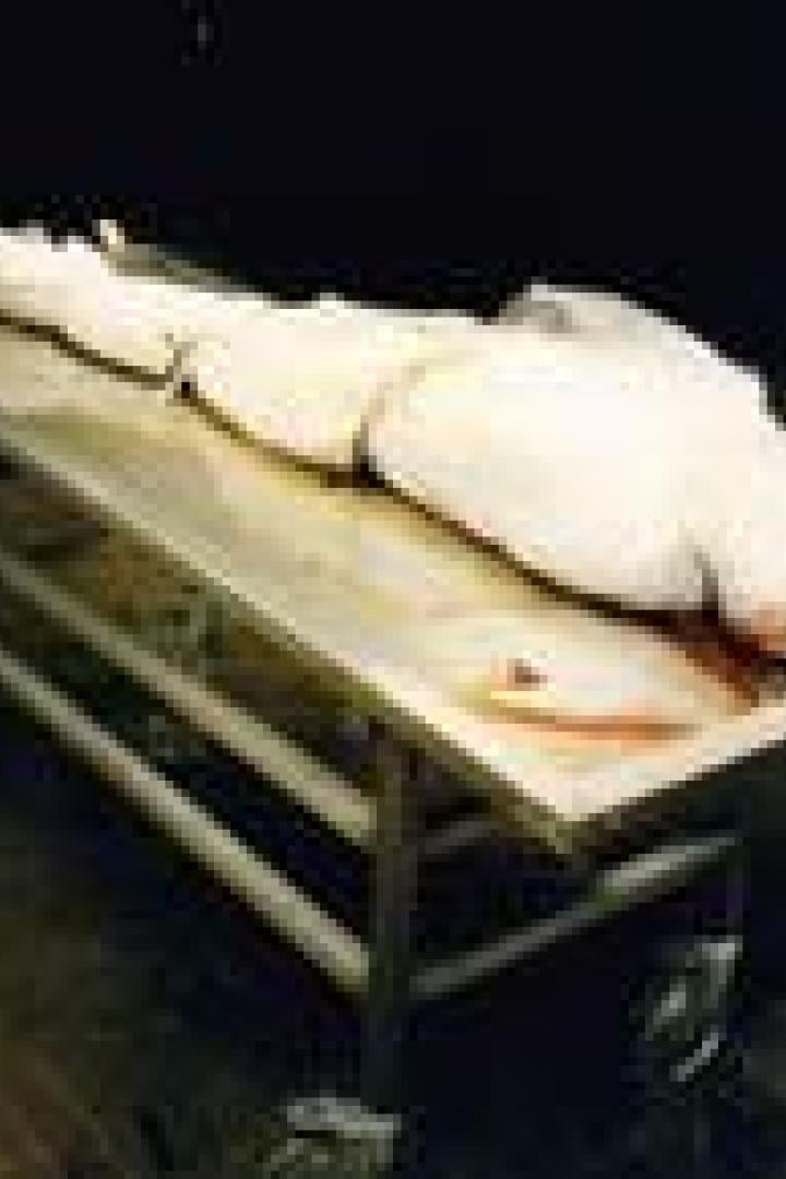 Ein großer, toter Hai liegt auf einem Edelstahltisch.