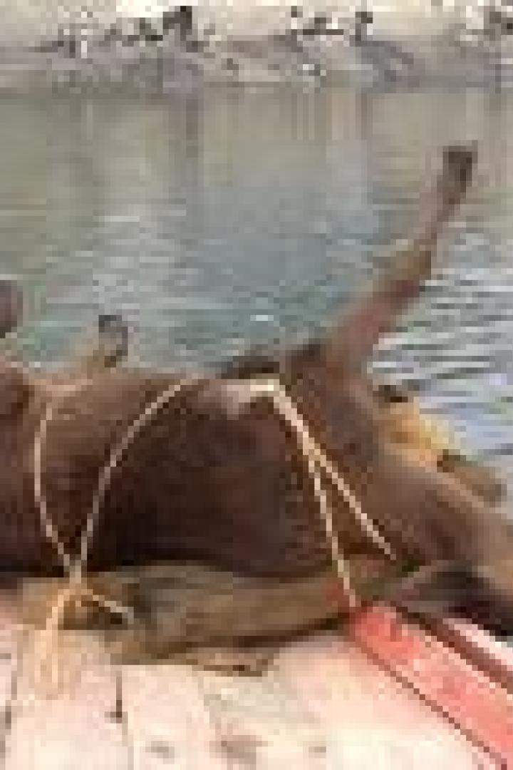 Ein totes Rind liegt auf dem Rücken in einem kleinen Boot auf einem Fluss.