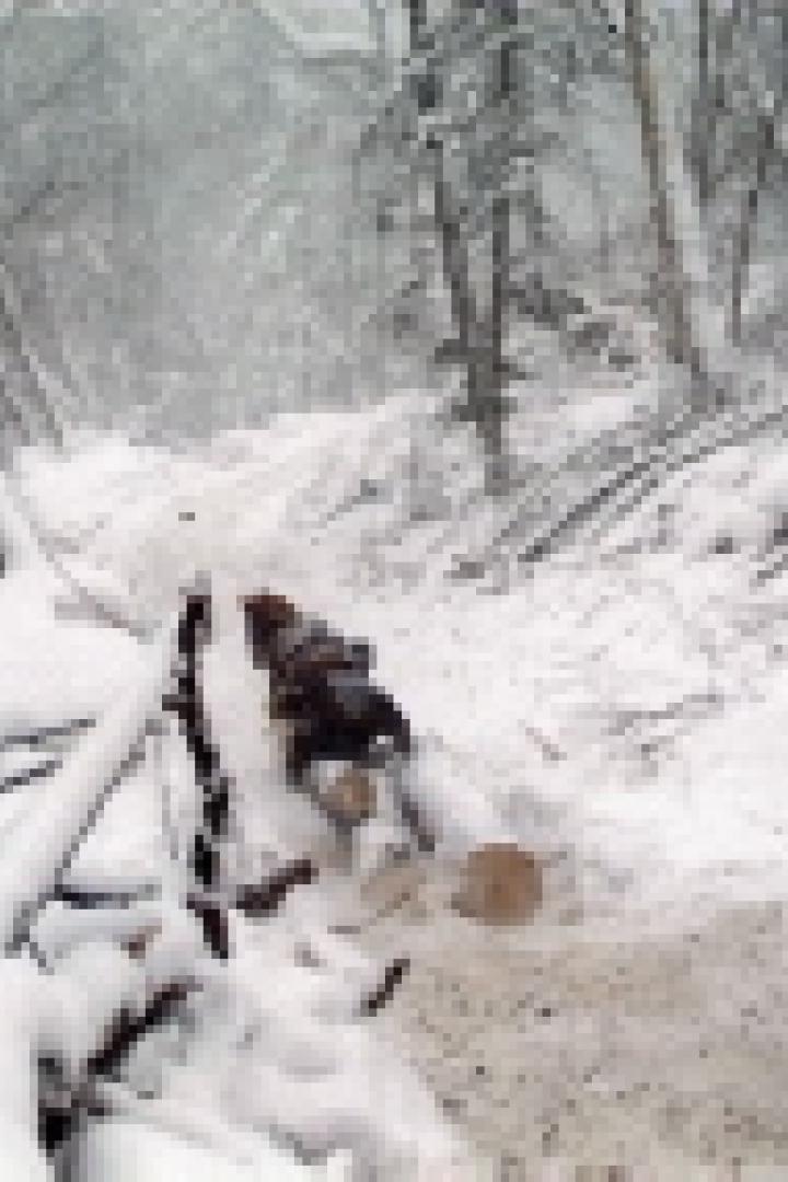 Ein Hund zieht einen Schlitten durch einen verschneiten Wald.