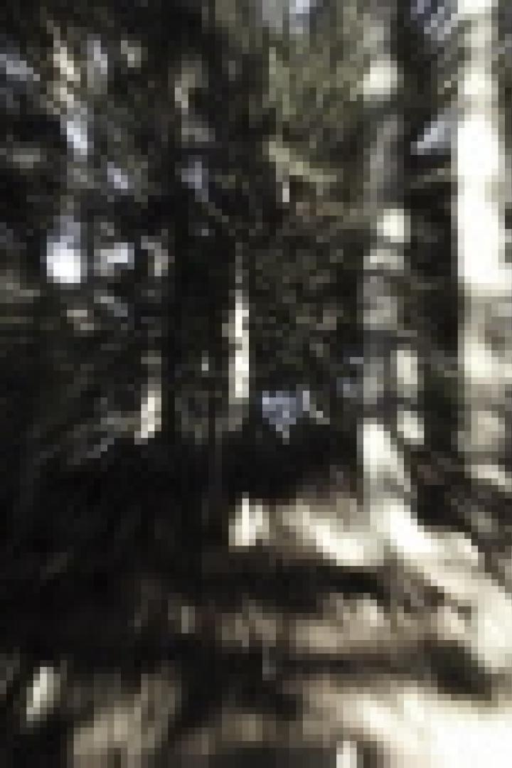 Ein verschwommener Blick durch einen dichten Wald.
