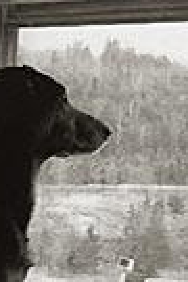 Ein dunkler Hund sitzt vor einem Fenster und schaut auf eine bewaldete Landschaft.