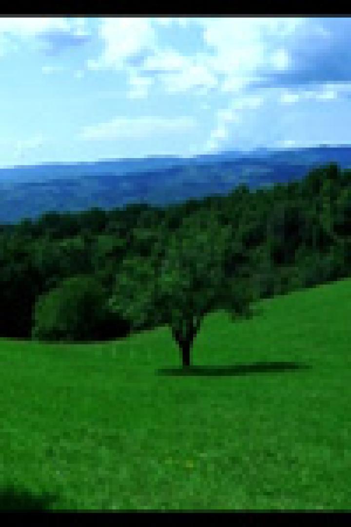 Eine Person steht auf einer grünen Wiese mit einem Baum und einem bewaldeten Hügel im Hintergrund.