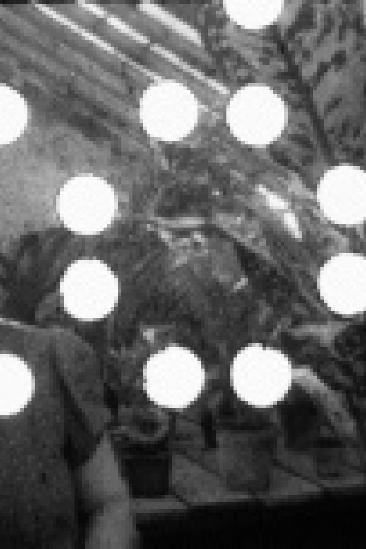 Eine Frau steht vor einer Pflanze in einem Gewächshaus.