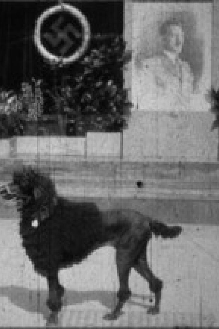 Ein Pudel steht vor einem Gebäude, das mit Hakenkreuzen und einem Porträt geschmückt ist.