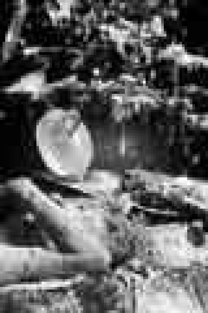 Eine Frau liegt unter einem Baum, während Blätter auf sie herabfallen.