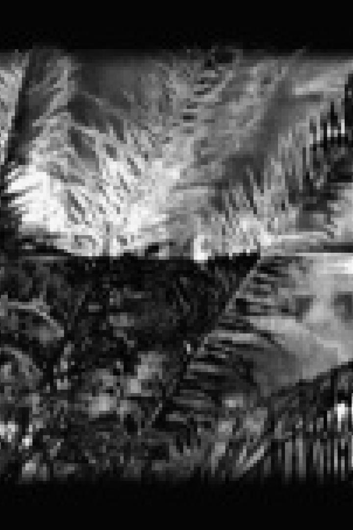 Schwarz-Weiß-Darstellung von Palmenblättern vor einem bewölkten Himmel.