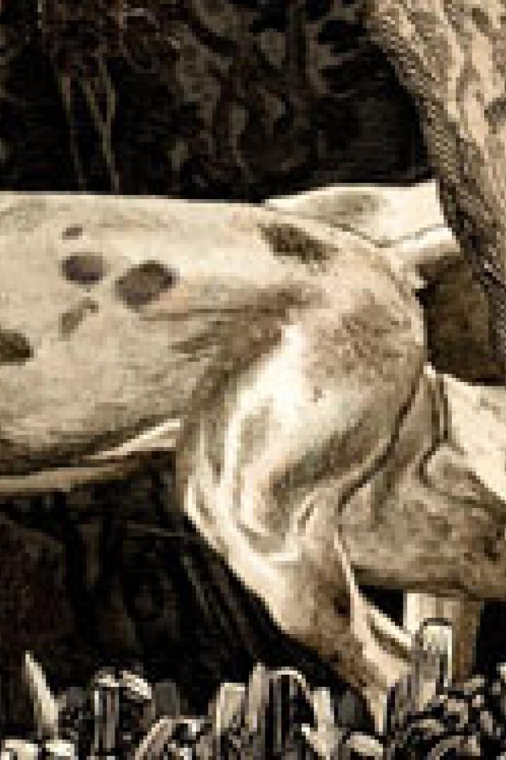 Eine Gruppe Dalmatiner läuft durch einen dunklen Wald.