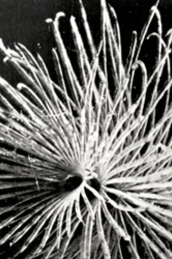 Eine Schwarz-Weiß-Aufnahme von strahlenförmigen, hellen Linien auf dunklem Hintergrund.