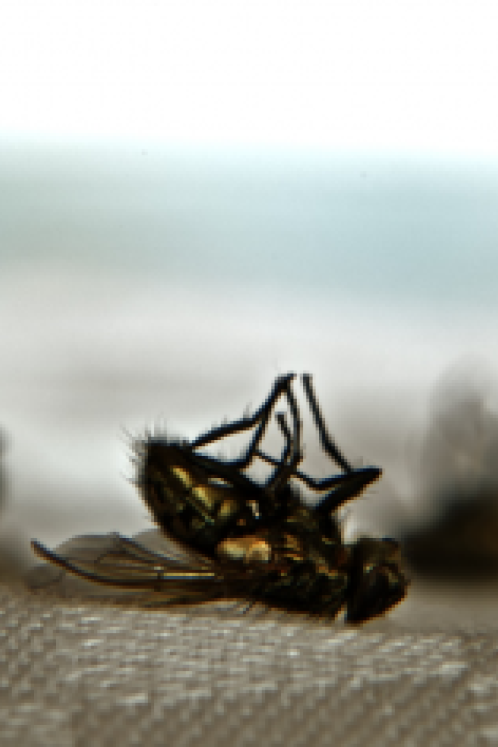 Mehrere tote Fliegen liegen auf dem Rücken.