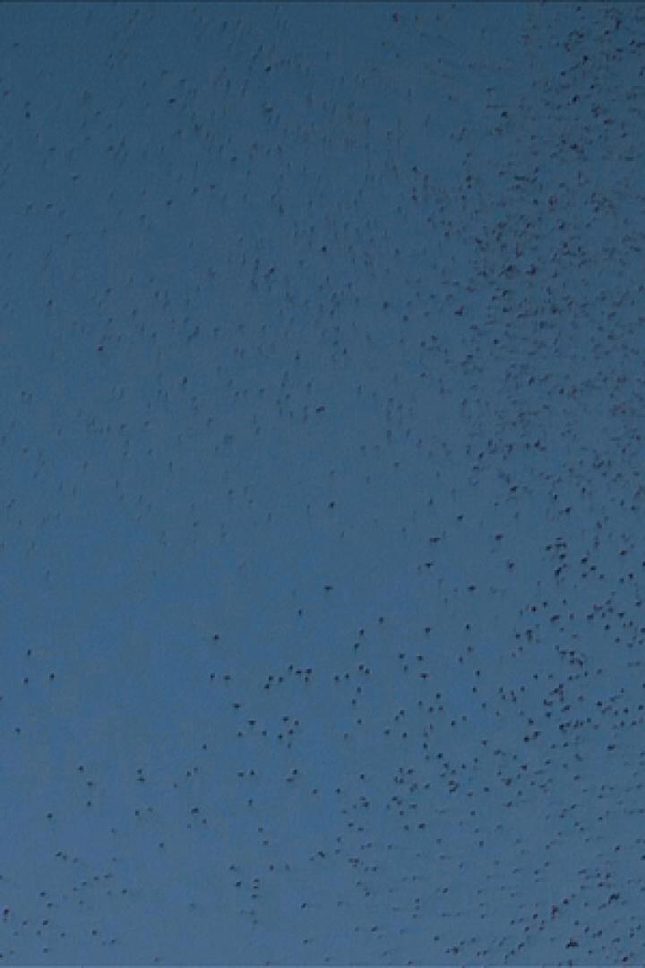 Ein großer Schwarm Vögel fliegt am Himmel.