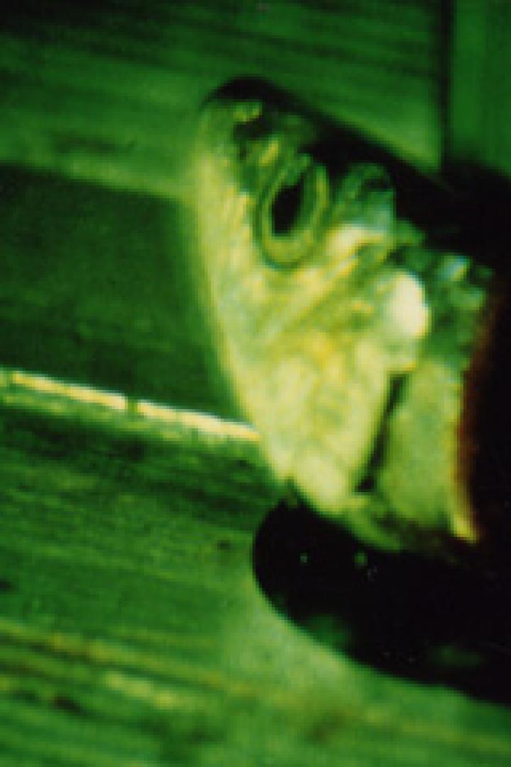 Der Kopf eines Fisches liegt auf einer hölzernen Oberfläche.