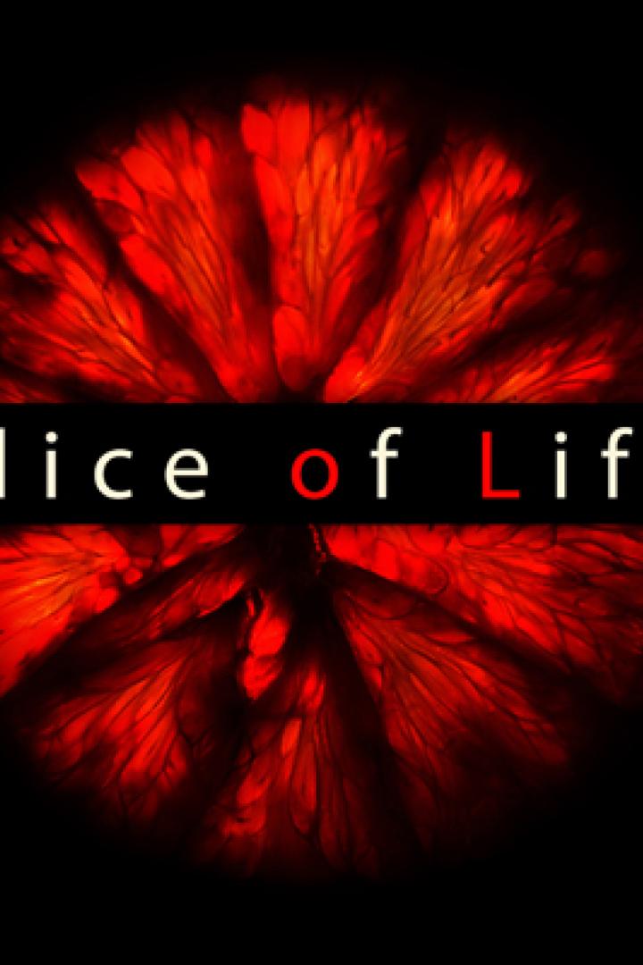 Das Titelbild von „The Slice of Life Night“ zeigt eine rote, blütenartige Form auf schwarzem Hintergrund.
