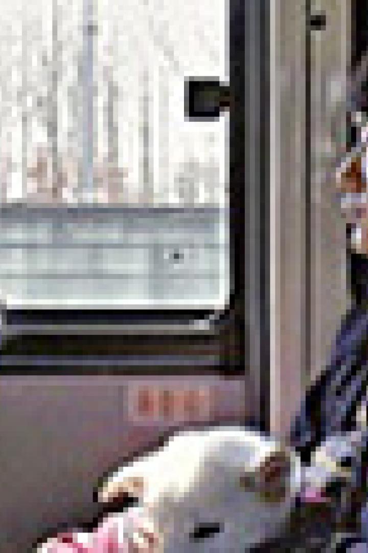 Eine Person sitzt mit einem kleinen, hellen Hund in einem Bus und schaut aus dem Fenster.