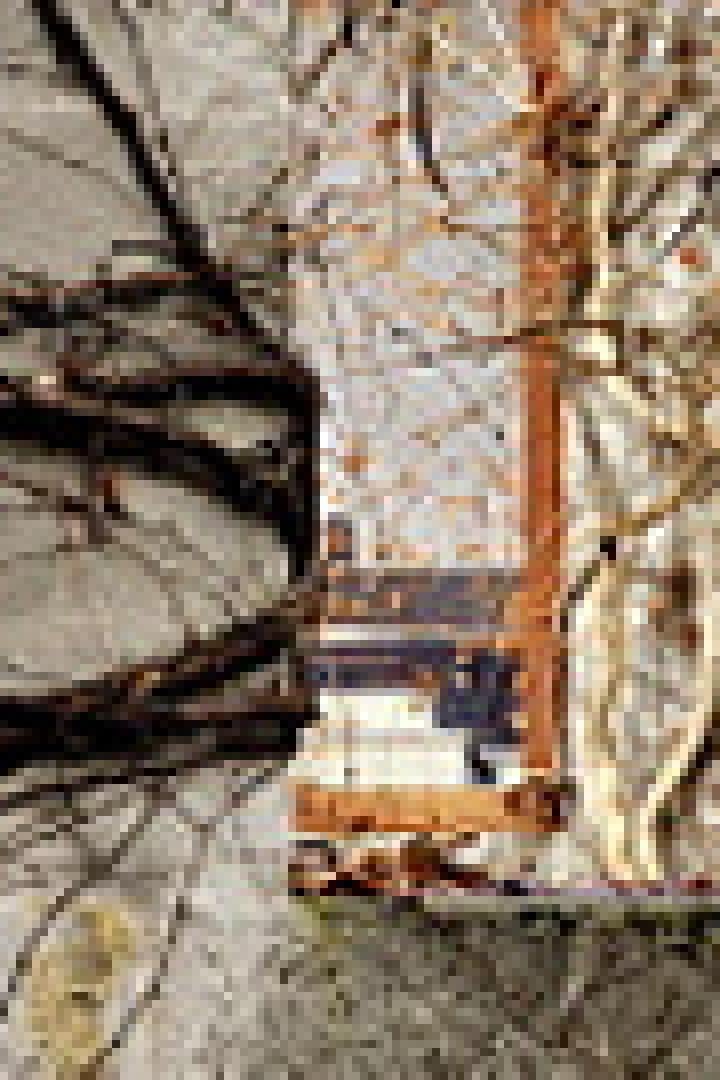 Efeu bedeckt eine alte Mauer mit einem Fenster.