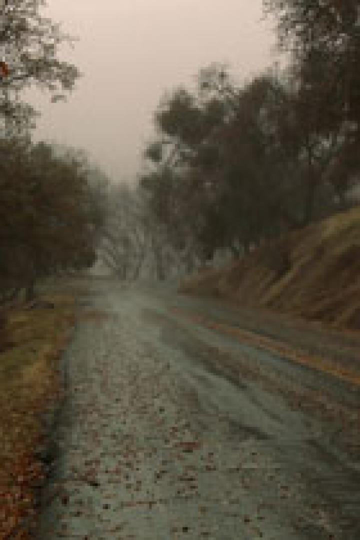 Eine neblige Landstraße mit Bäumen und herabgefallenen Blättern.