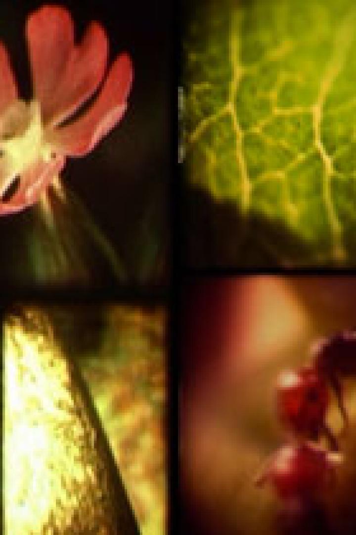 Eine Collage mit Nahaufnahmen einer roten Blüte, eines Blattes, einer Ameise und eines goldenen Objekts.