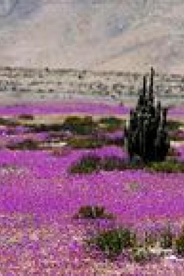 Eine Wüstenlandschaft mit einem Feld aus lila Blumen und einem Kaktus im Vordergrund.