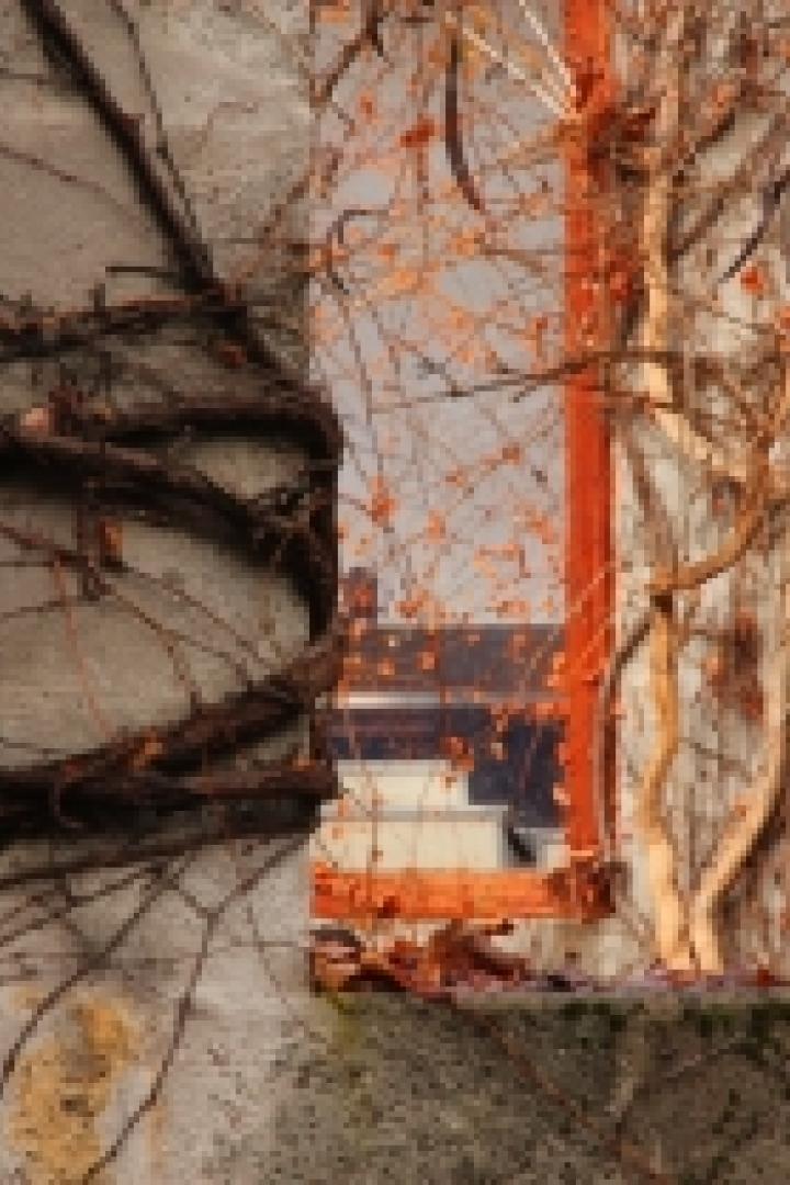 Blick durch ein Fenster, das von Kletterpflanzen umrankt ist, auf ein Gebäude im Hintergrund.