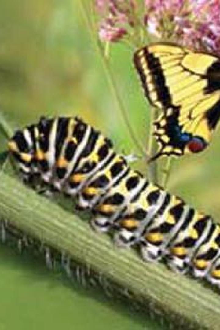 Eine Raupe und ein Schwalbenschwanz-Schmetterling auf einer Pflanze.