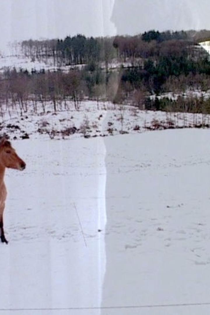 Ein braunes Pferd steht auf einer schneebedeckten Wiese.