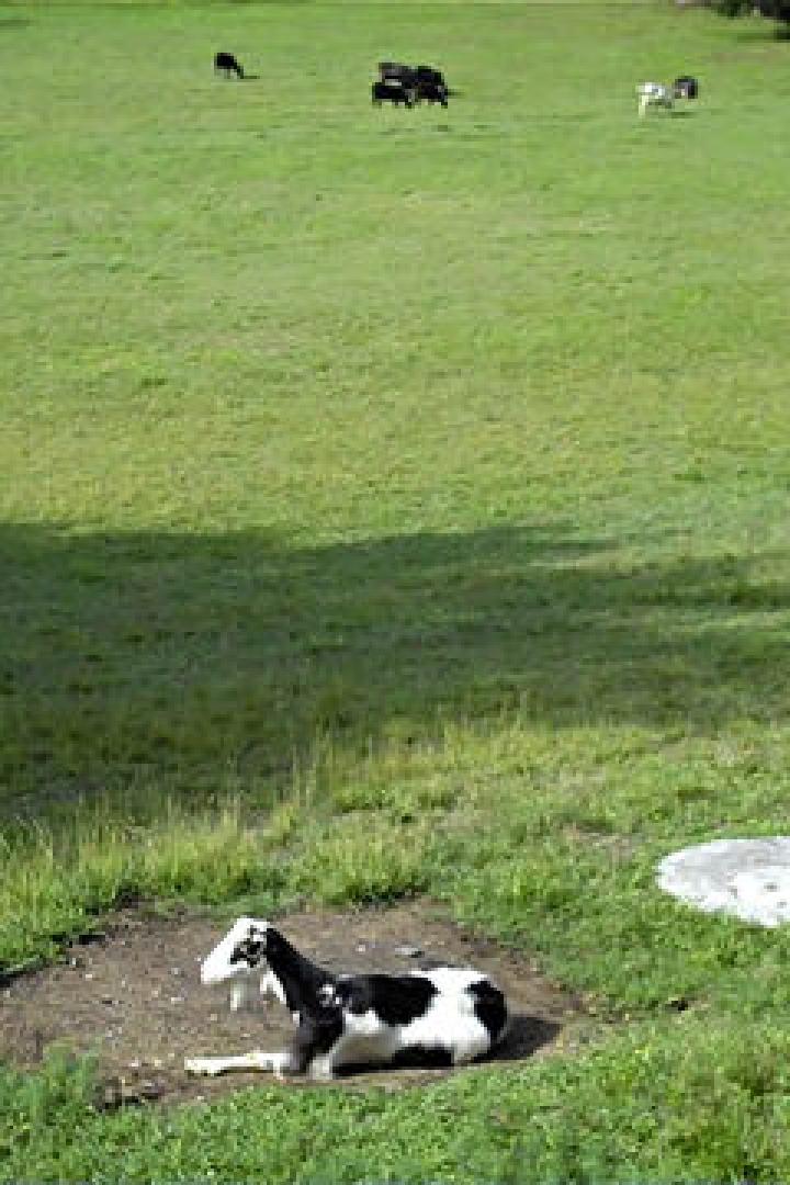 Eine schwarz-weiße Ziege ruht auf einer Wiese, während andere Ziegen grasen.