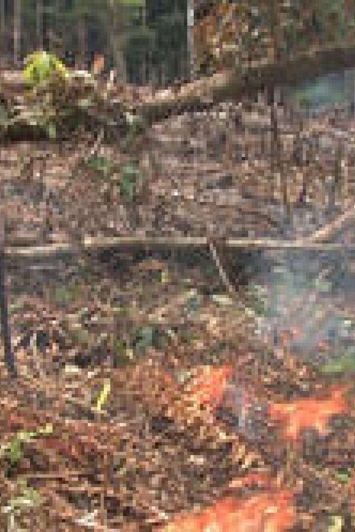 Eine Person steht inmitten von abgeholztem Wald, während im Vordergrund ein kleines Feuer brennt.