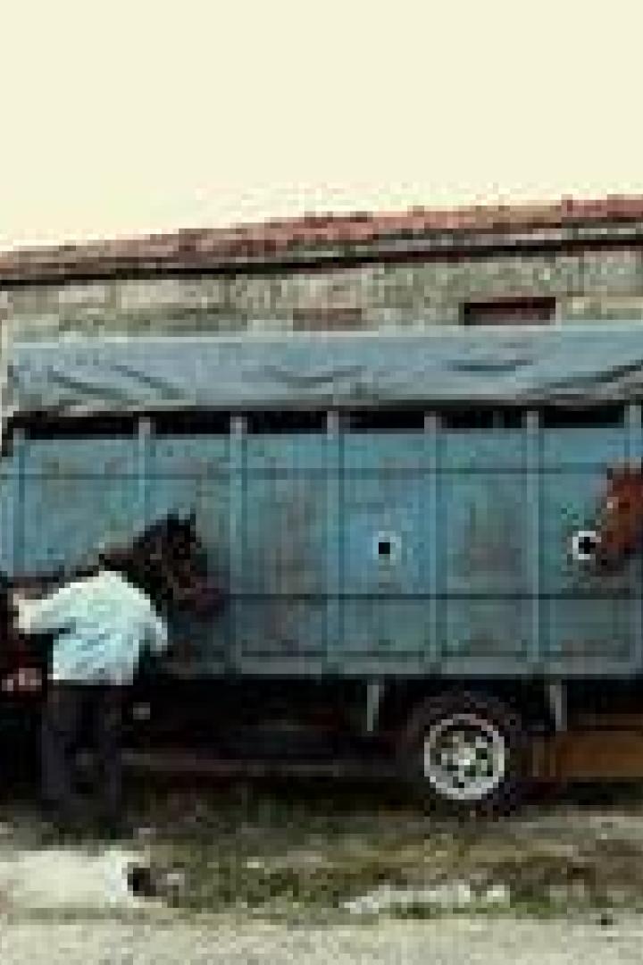 Ein Mann verlädt Pferde auf einen blauen Transporter vor einem alten Haus.