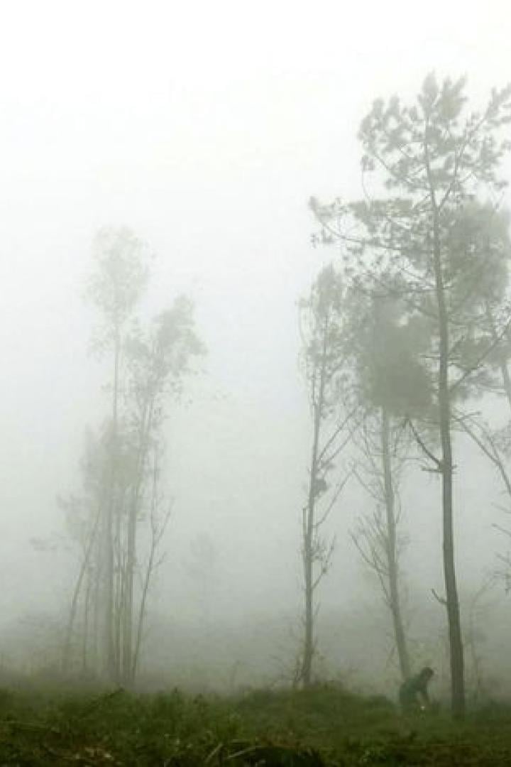 Dichter Nebel liegt über einer Waldlichtung mit Kiefern.