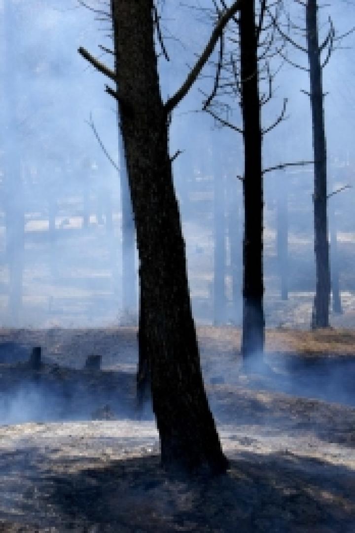 Rauch zieht durch einen Wald mit verkohlter Erde.