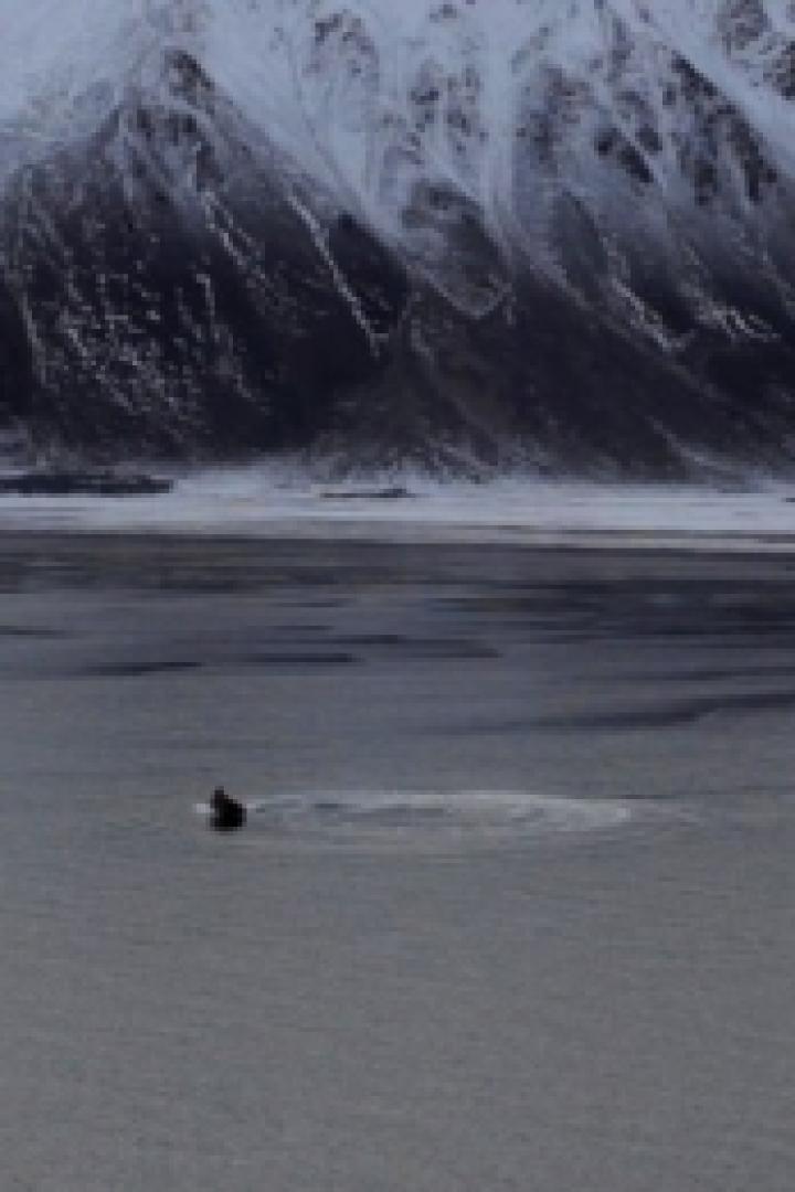 Ein See mit einem Schwimmer vor einer schneebedeckten Bergkette.