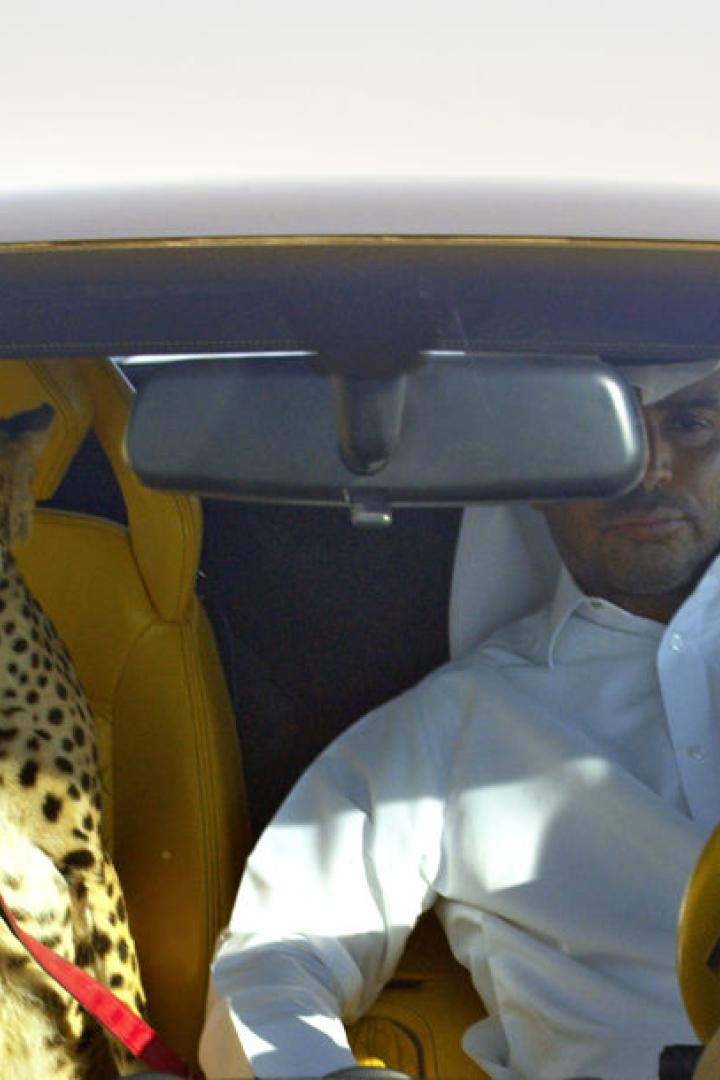 Ein Mann fährt ein Auto mit gelben Sitzen, auf dem Beifahrersitz sitzt ein Gepard an der Leine.