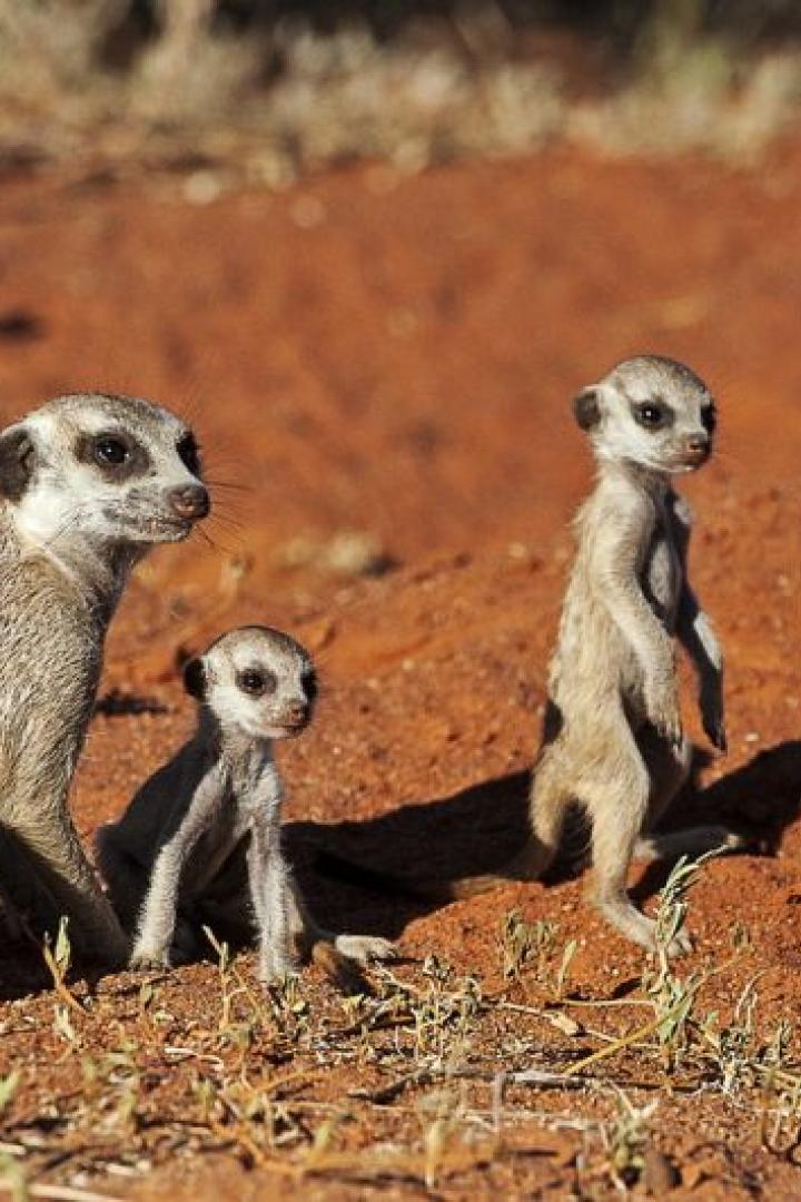 Eine Erdmännchenfamilie steht auf roter Erde und beobachtet die Umgebung.