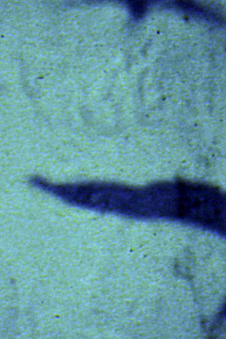 Schatten von fliegenden Vögeln auf einer sandigen Oberfläche.