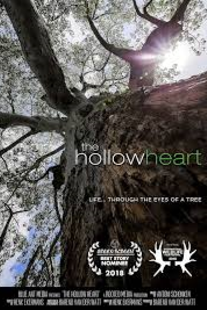 Das Filmplakat für „The Hollow Heart“ zeigt einen Baum, fotografiert von unten.