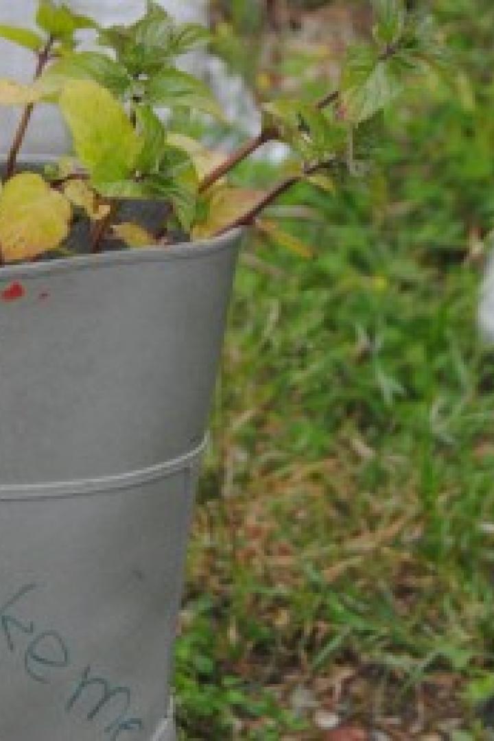 Eine Pflanze wächst in einem grauen Gummistiefel mit der Aufschrift „Take me“.