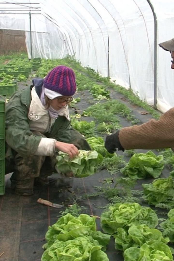 Zwei Personen ernten Salat in einem Gewächshaus.