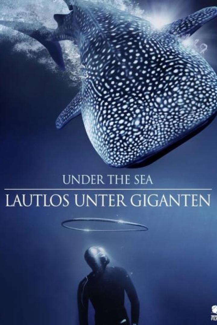 Ein Walhai schwimmt über einem Taucher im Meer.