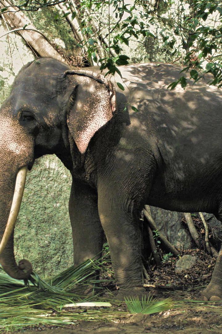 Ein Elefant frisst in einem grünen Waldgebiet.