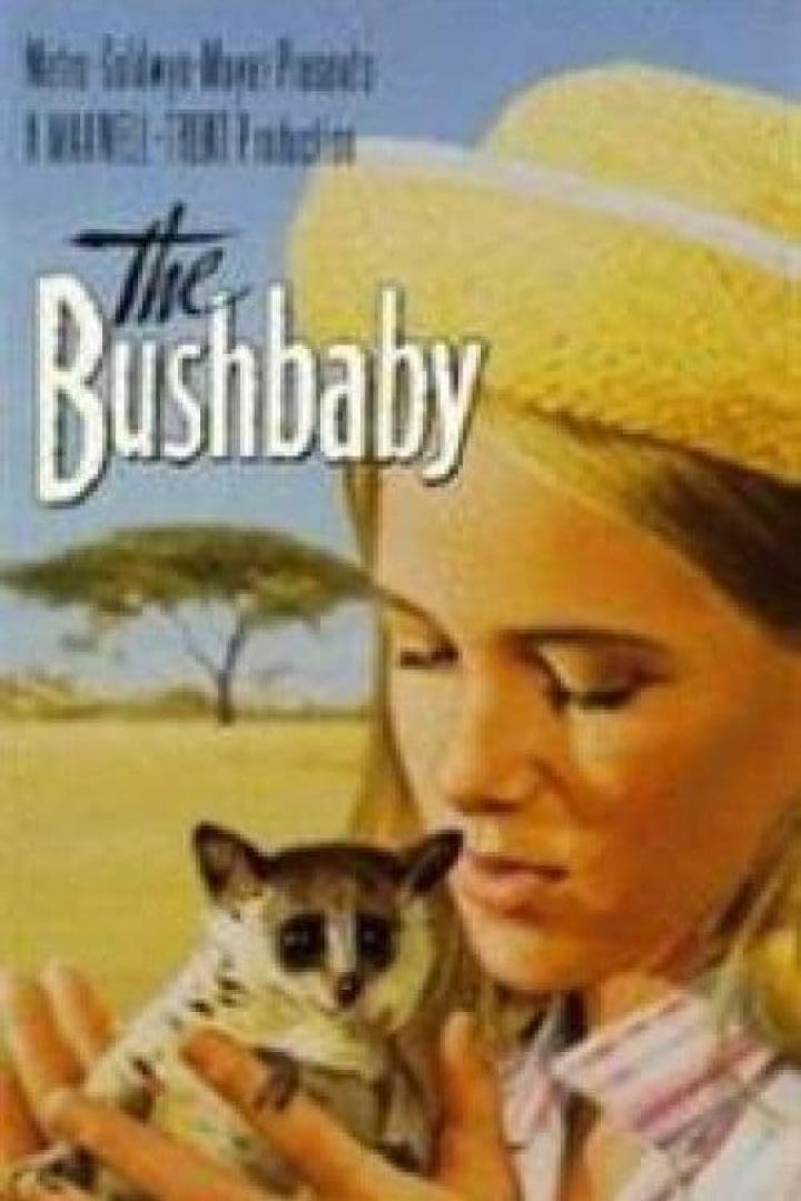 The Bushbaby