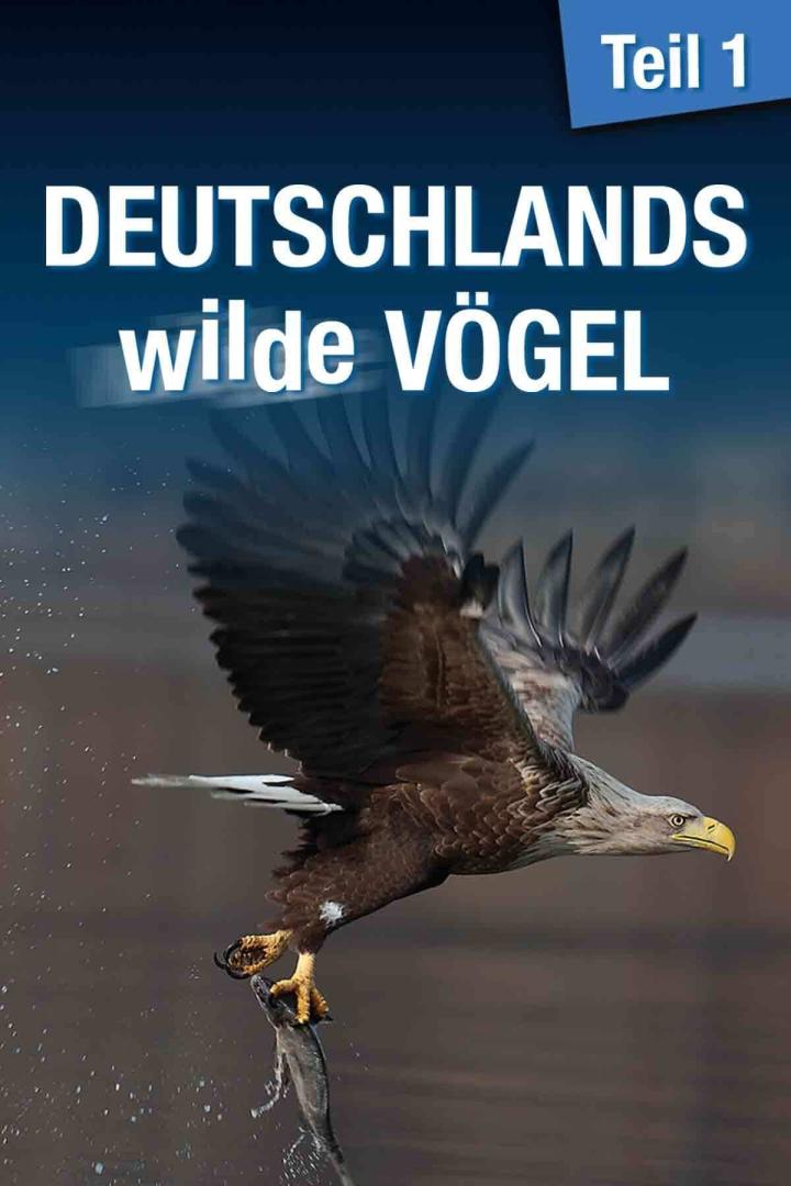 Ein Seeadler greift mit seinen Fängen einen Fisch im Flug.