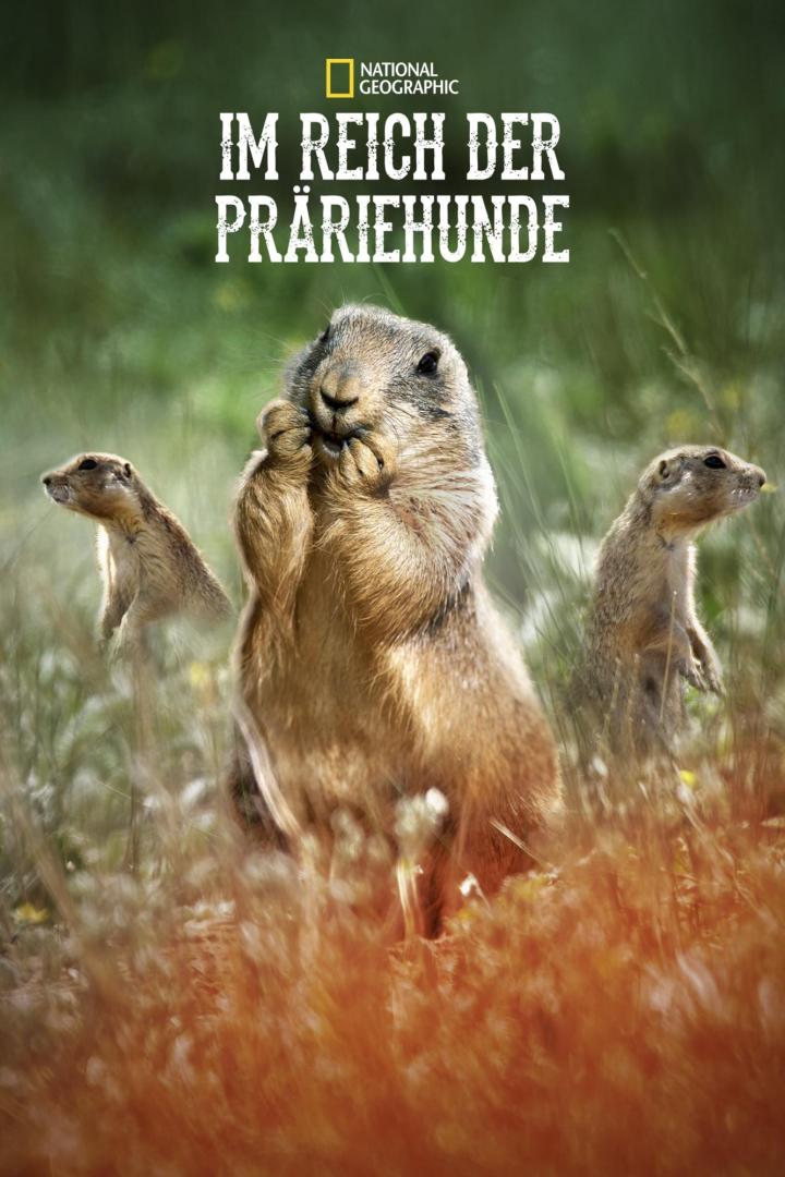 Prairie Dog Manor