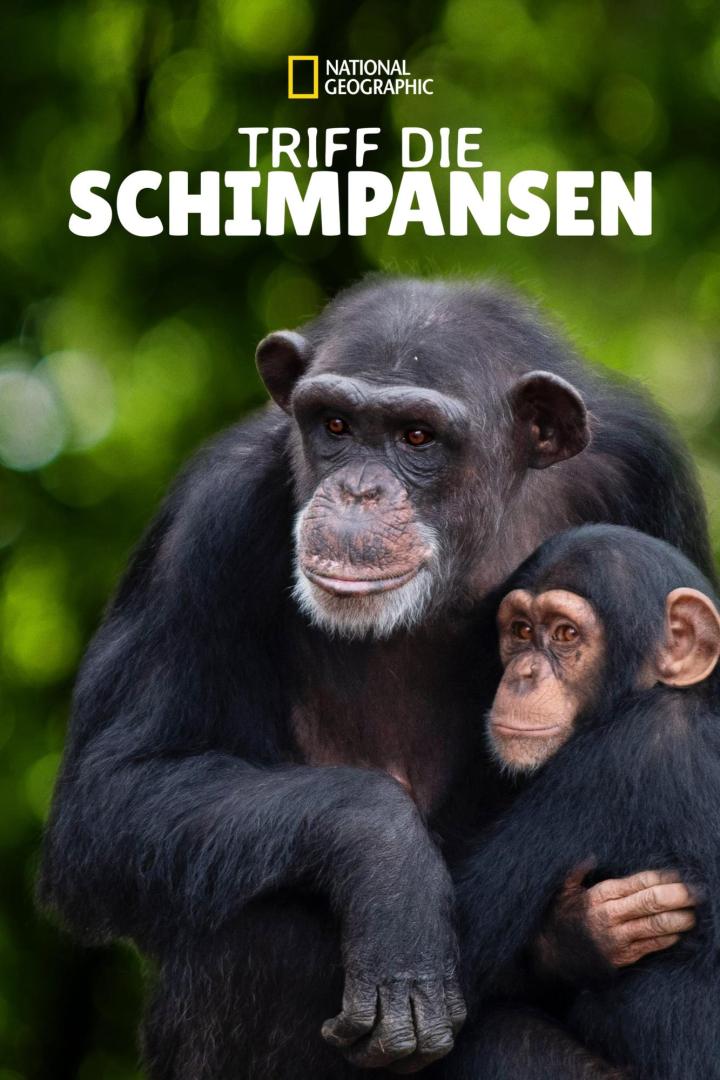 Meet the Chimps