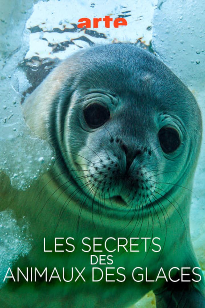 Les Secrets des Animaux des Glaces