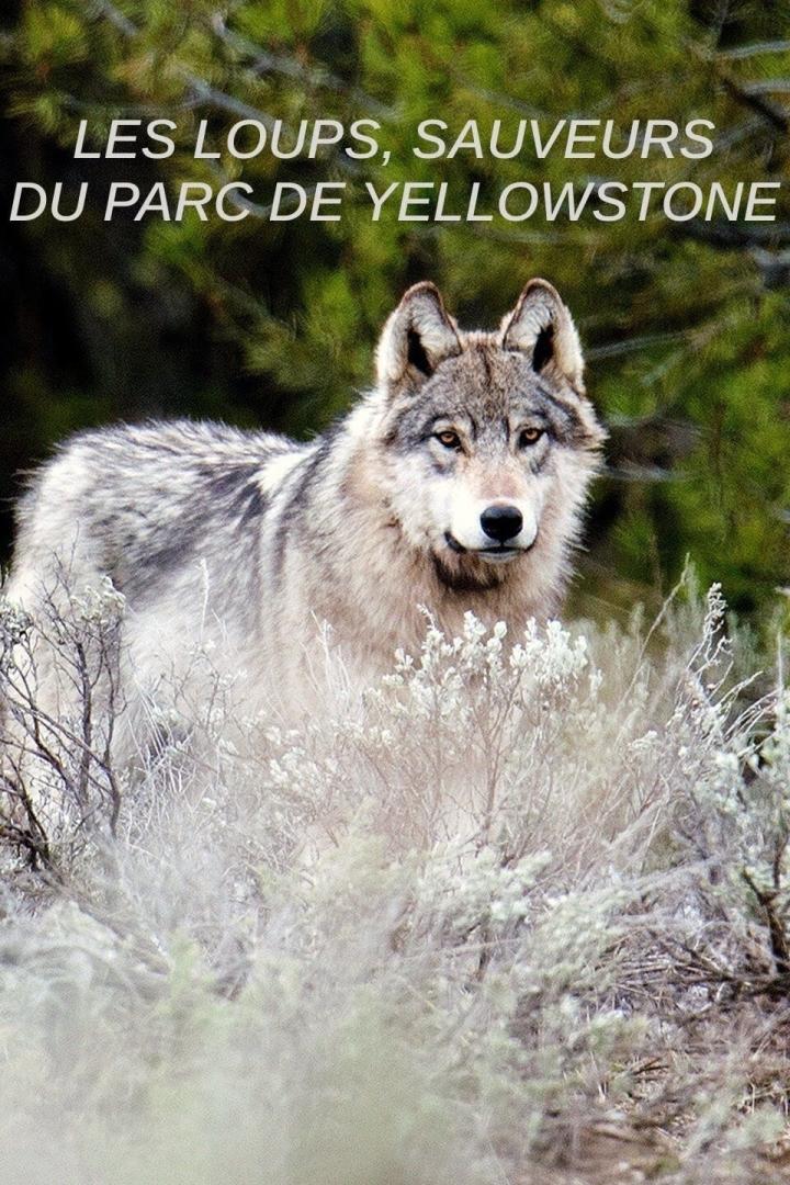 Yellowstone - Das Geheimnis der Wölfe