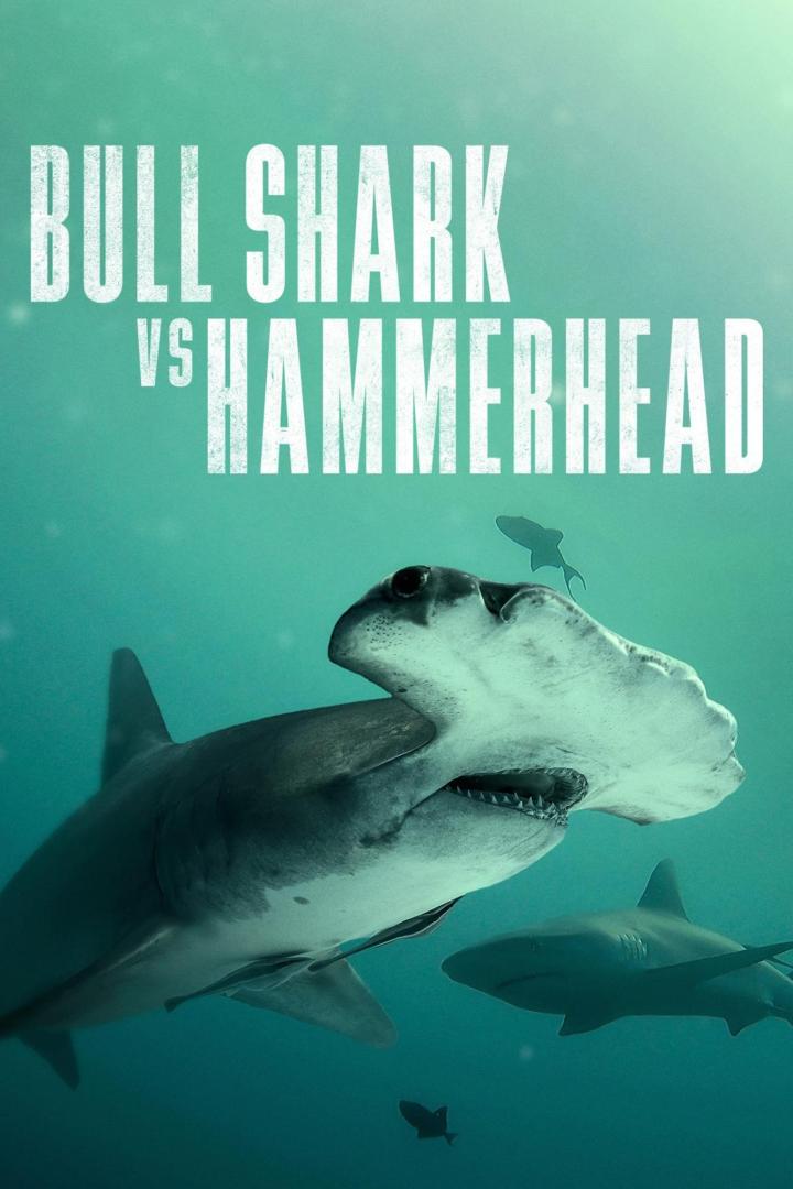 Ein Hammerhai schwimmt im Ozean, mit dem Titel „Bull Shark vs Hammerhead“ im Hintergrund.