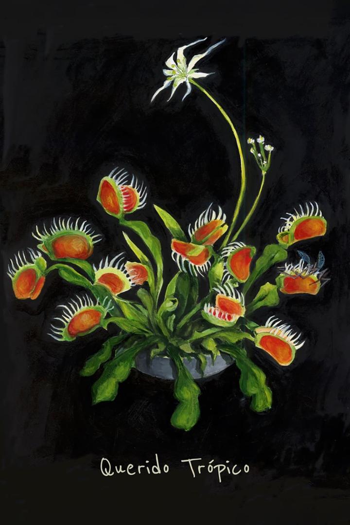 Eine Venusfliegenfalle in einem Topf mit einer gefangenen Fliege und einer weißen Blüte vor schwarzem Hintergrund.