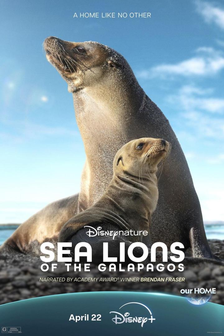 Ein Seehund und sein Junges auf den Galapagosinseln, wie im Disney+-Film „Sea Lions of the Galapagos“ zu sehen.