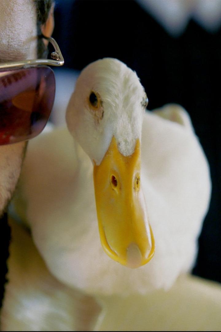 Nahaufnahme einer weißen Ente mit gelbem Schnabel neben dem Gesicht einer Person mit Sonnenbrille.